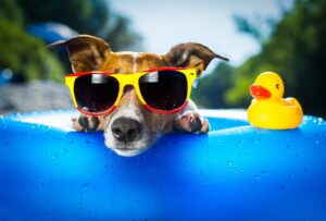 jack russel with sunglasses on at the pool