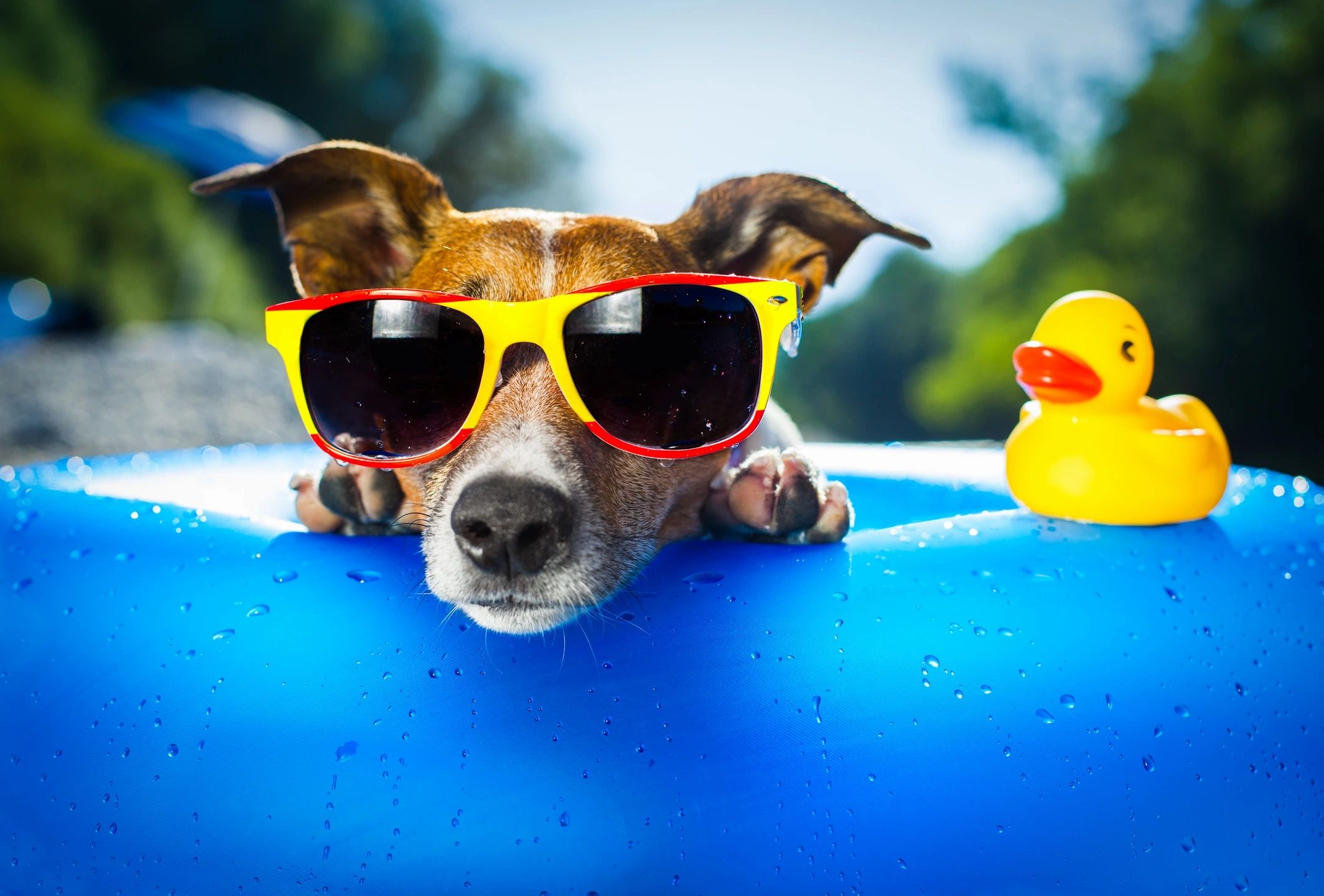 jack russel with sunglasses on at the pool